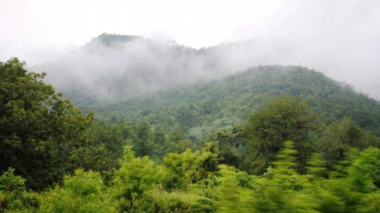 Column: Restoring Odisha’s Lost Greenery