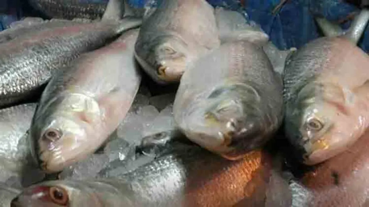 Formalin-in-fish controversy re-erupts in Goa