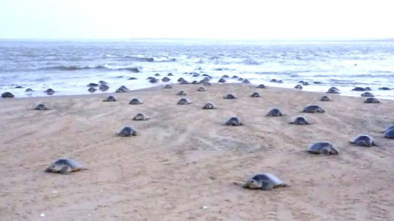Despite erosion Gahirmatha still a favorite nesting ground for Olive Ridley turtles