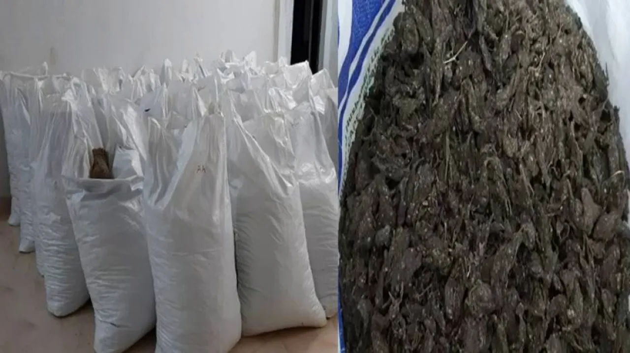 Odisha: Ganja Worth Rs 70 Lakh Seized