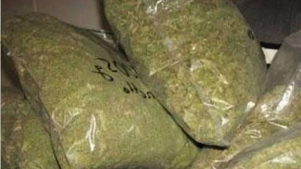 Ganja Worth Rs 1 Cr Seized In Odisha’s Koraput
