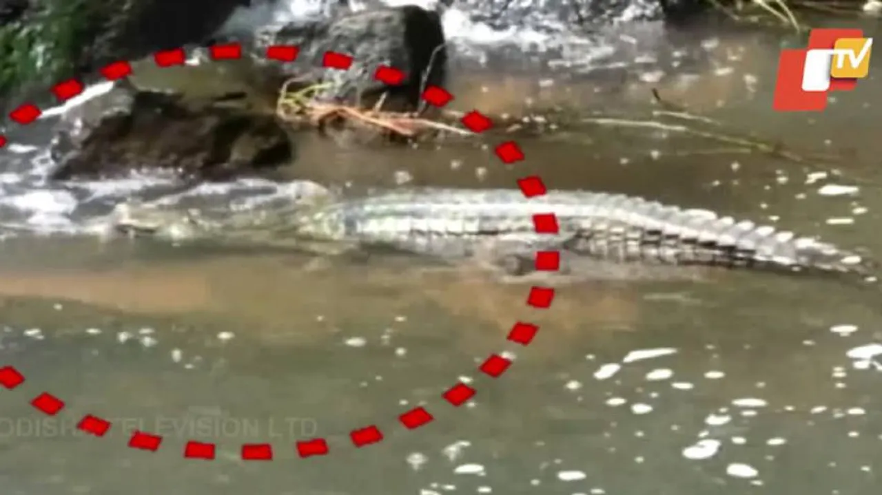 Gharial Spotted Near School In Boudh