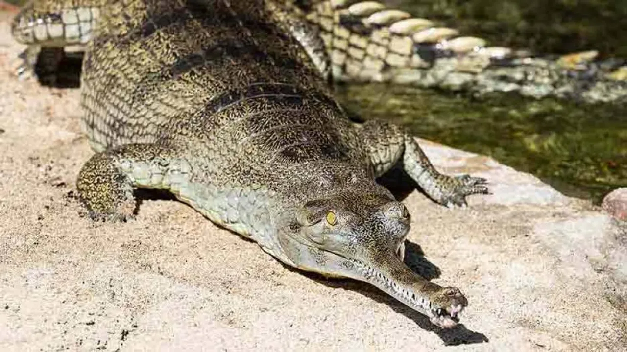 8-ft-long Gharial Spotted In Kuakhai River in Bhubaneswar
