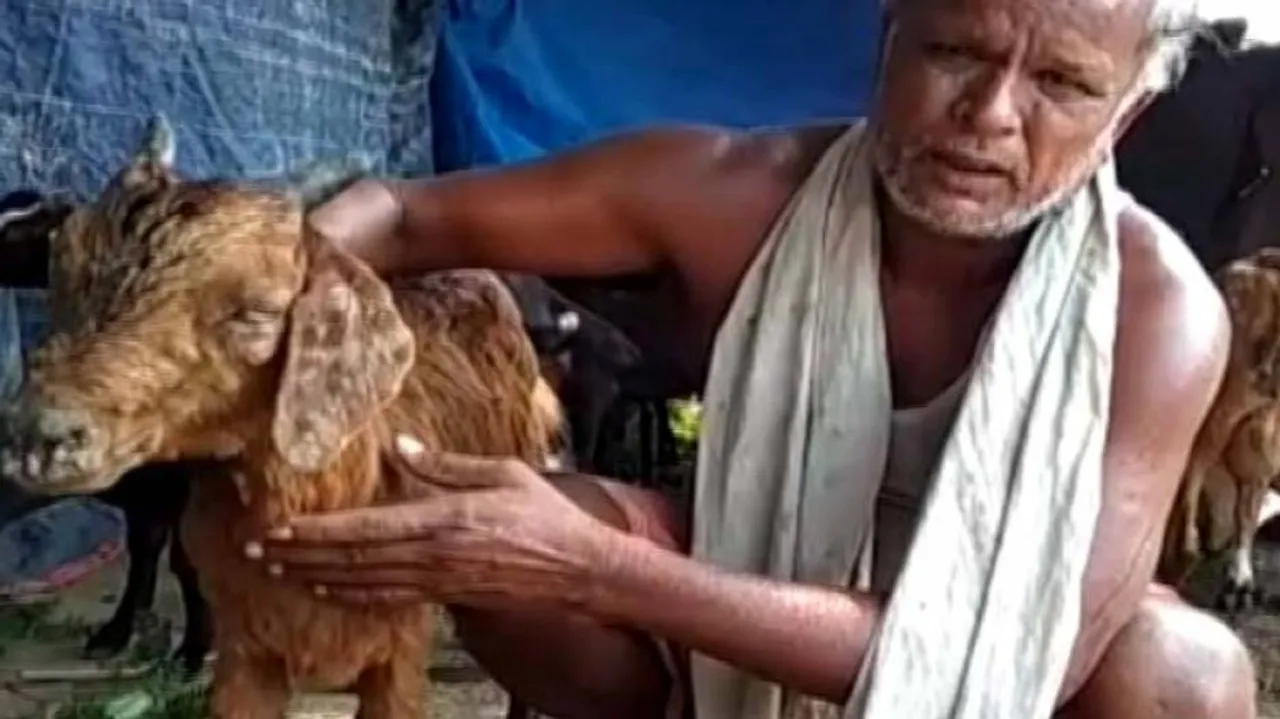 Mysterious death of 12 goats triggers panic in Sonepur