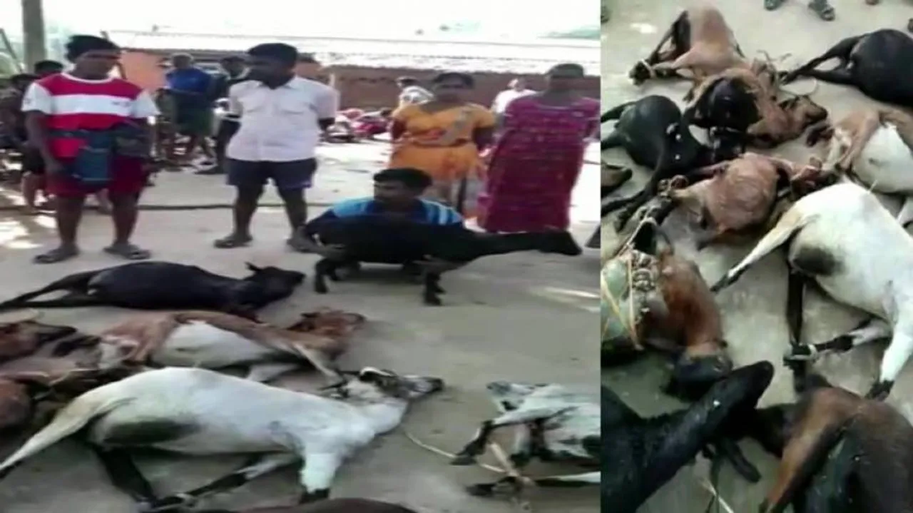 Odisha: Mysterious Deaths Of Goats Trigger Panic In Deogarh