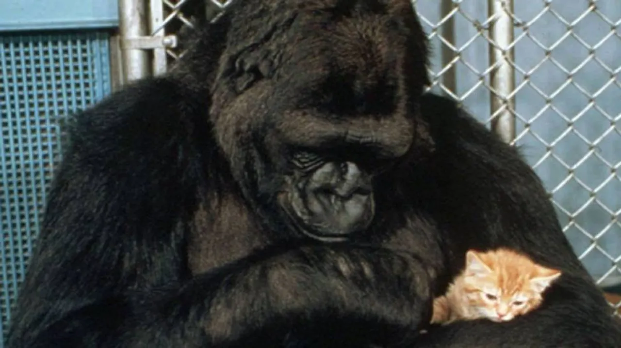 Koko, the Gorilla who mastered sign language dies in California