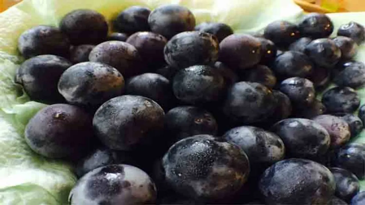 Grape compound can help protect against lung cancer: Study
