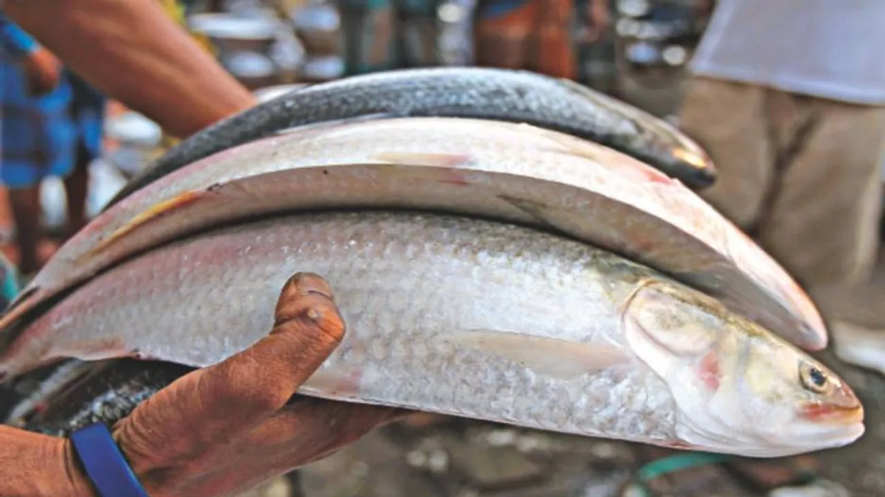 Fish lovers rejoice amid plummeting Hilsa prices