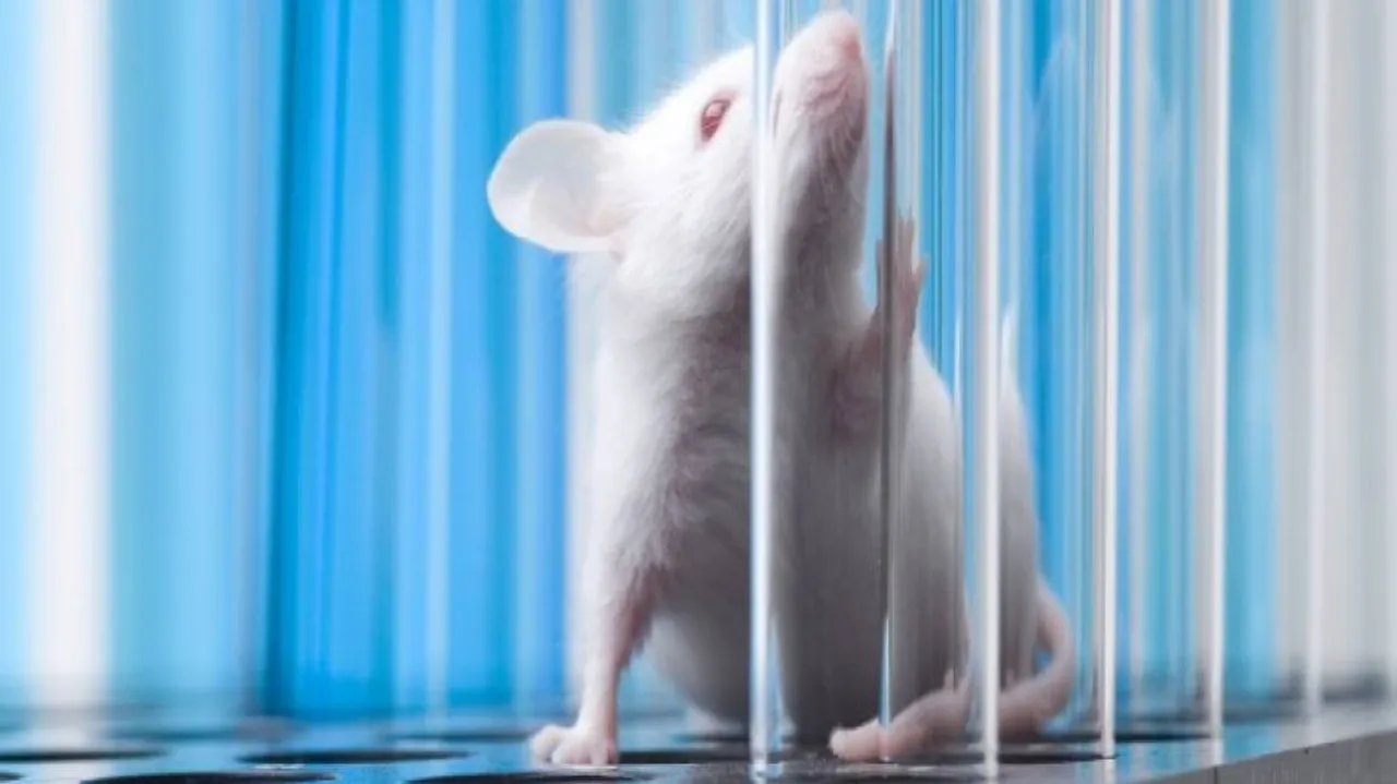 US researchers eliminate HIV infection in 'humanised' mice
