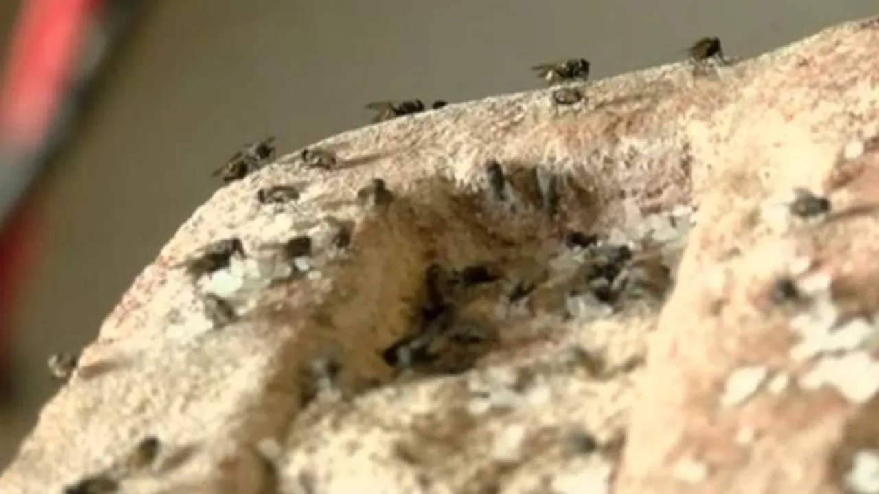 Housefly