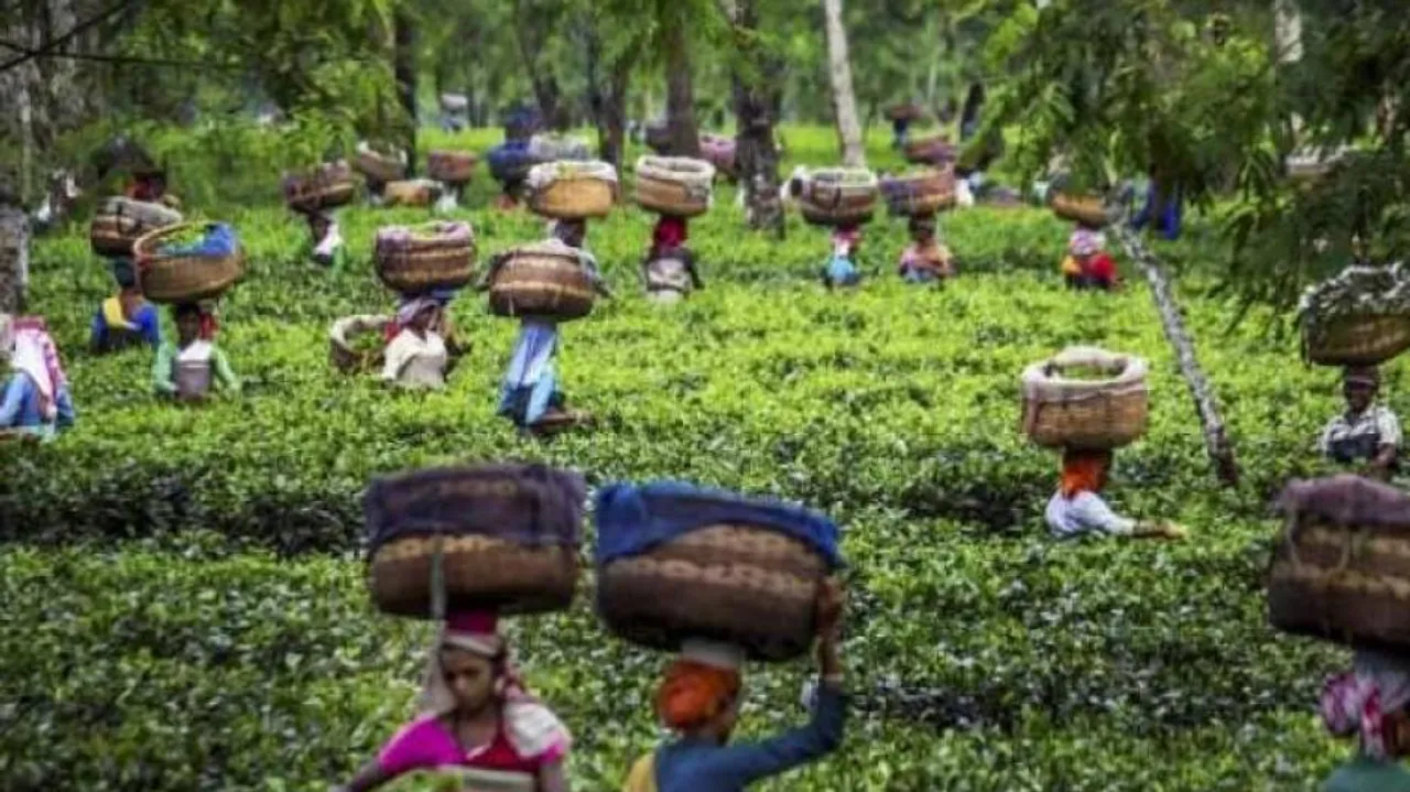 Tales Of The Tea Tribes