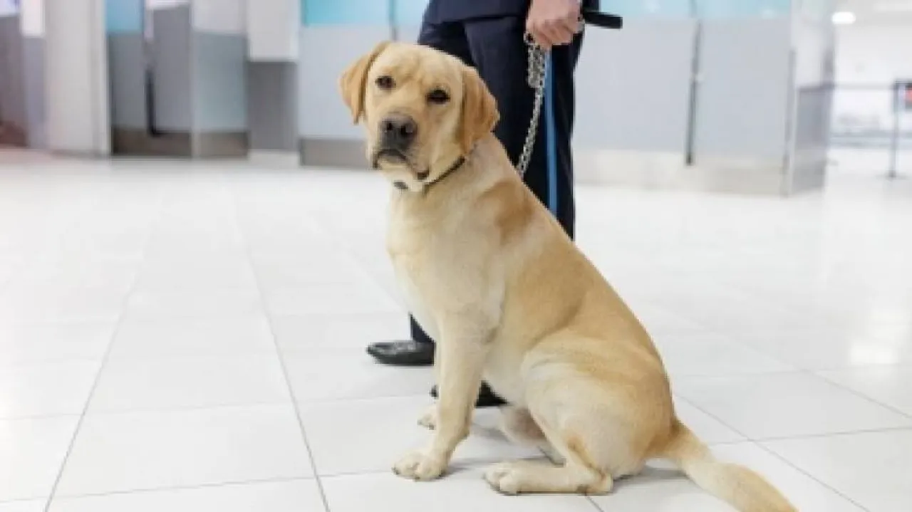 Sniffer Dogs Show 88% Accuracy In Detecting Covid: UK Study