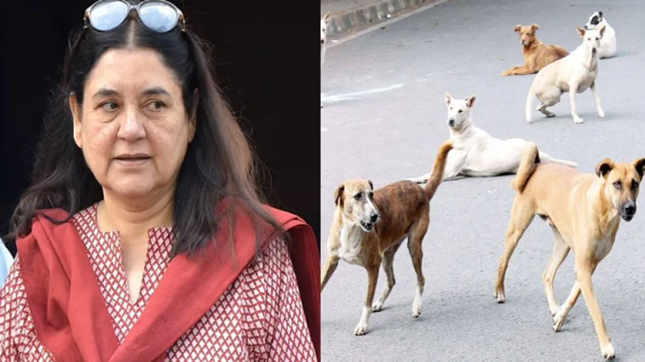 Maneka Gandhi Seeks Action Against Woman Who Poisoned 6 Stray Dogs In Sambalpur