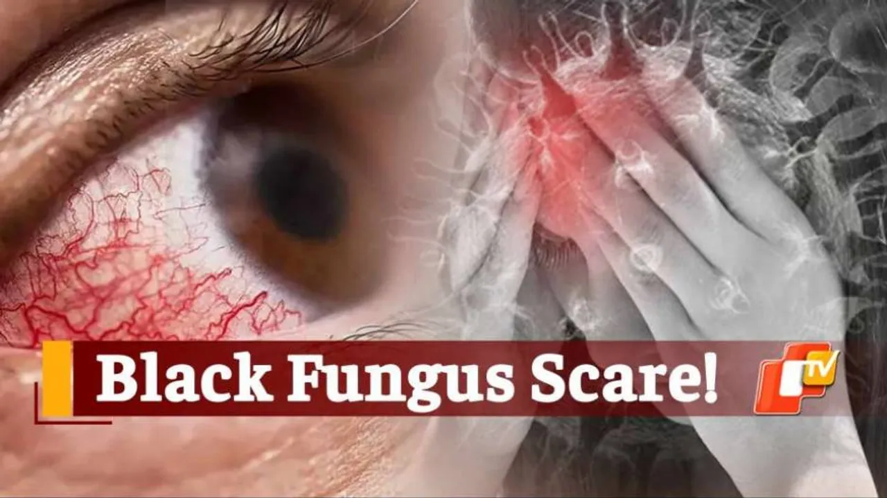 Shades Of Grey In Black Fungus
