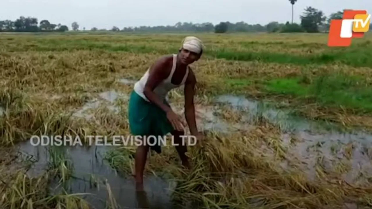 Odisha CM Announces Package For Yaas-Hit Farmers  