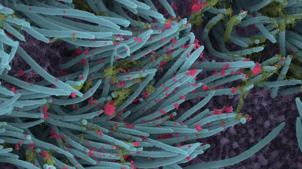 How Covid Variants Turns More Infectious, Antibody Resistant