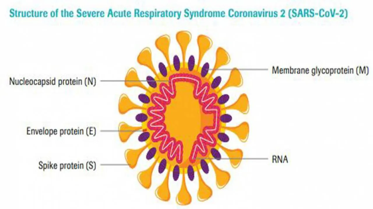 S-protein Antibody Against SARS CoV2 Lasts Till 4-months: ICMR Study