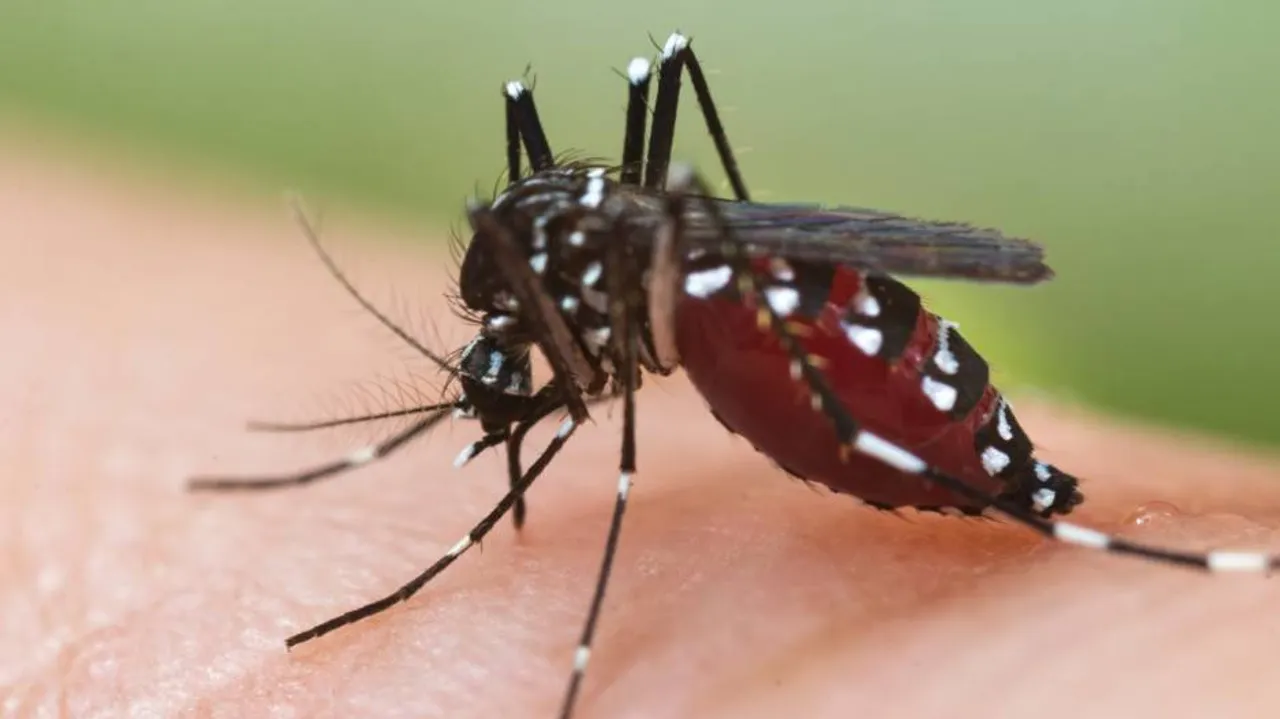 BMC On Toes After Dengue Scare In Bhubaneswar Amidst Pandemic