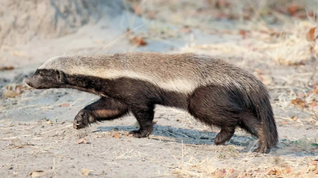 Odisha: Rare Honey Badger Spotted In Kujang Forest Range