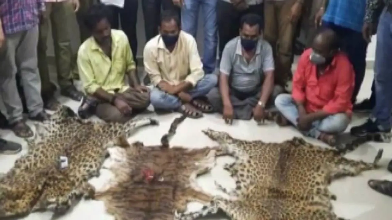 3 Leopard Skins Seized From Smuggling Syndicate In Kalahandi, 4 Held