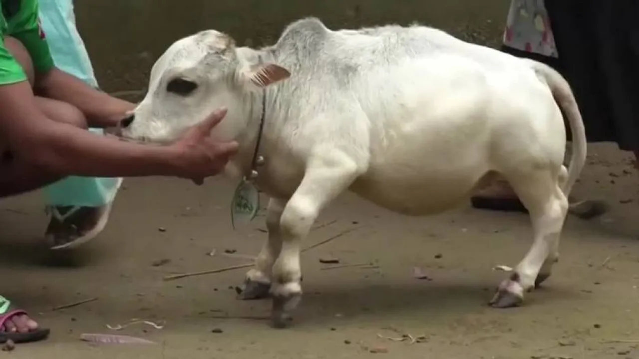 World's Shortest Cow In Bangladesh: Dwarf Bovinae Is Melting Hearts