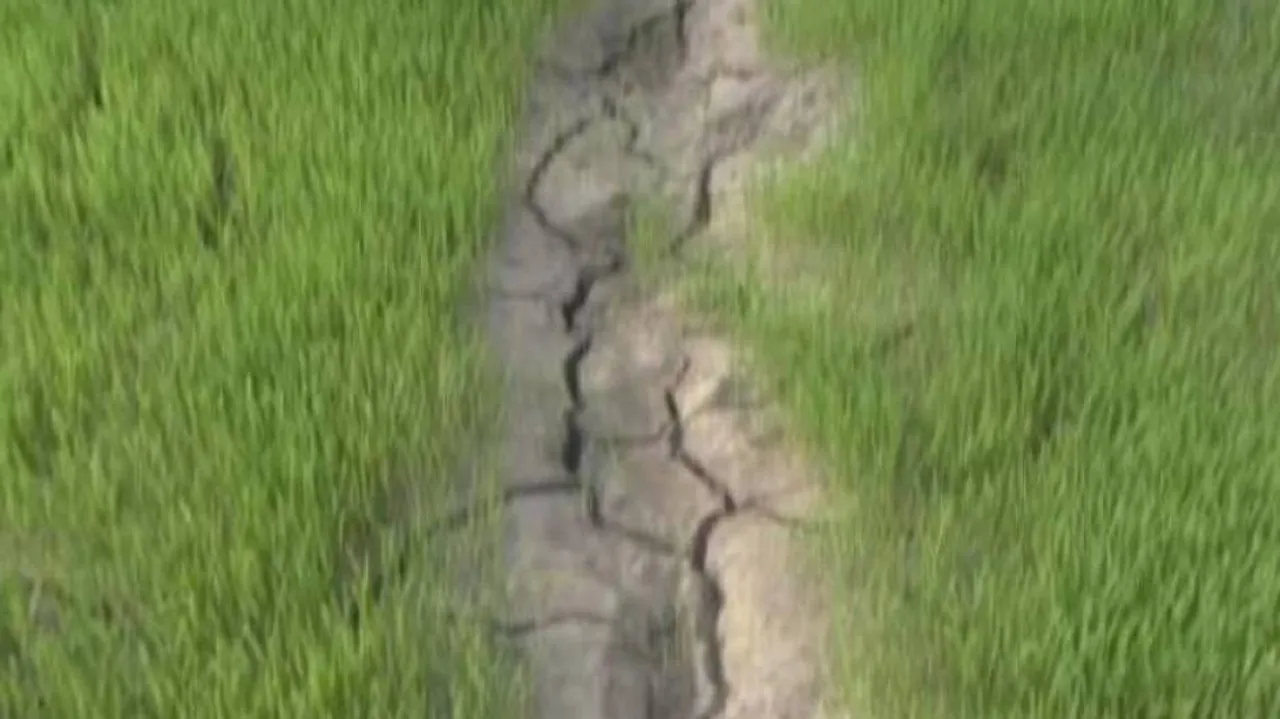Truant Monsoon Leaves Odisha Farmers In Despair
