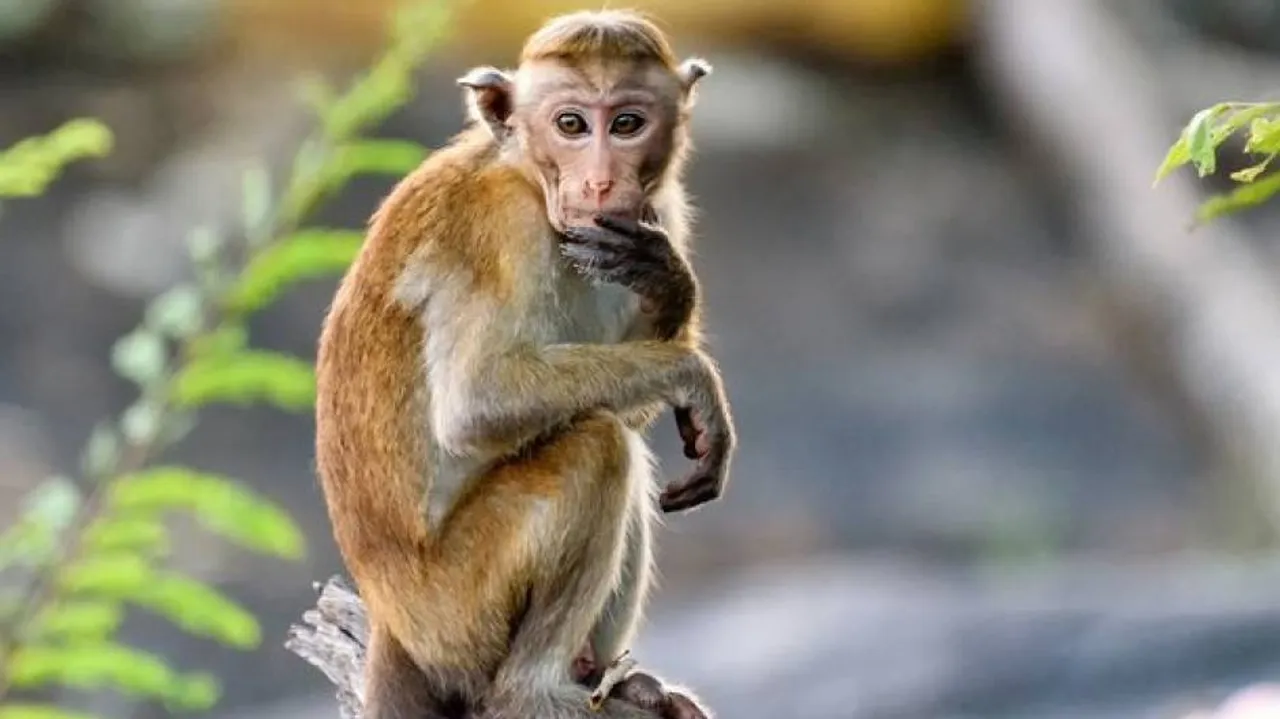 China's First Human Infection Case With Monkey B Virus Dies