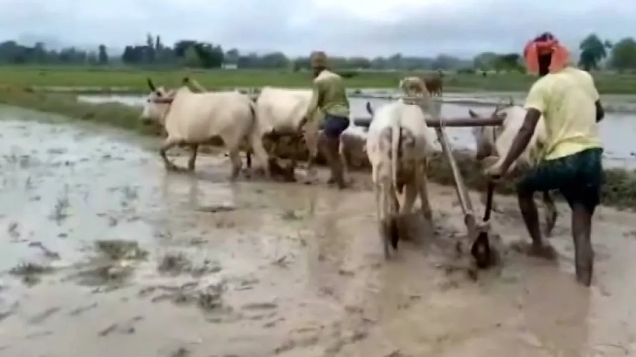 Fertilizer Shortage Haunts Odisha Farmers While Political Parties Busy In Blame Game