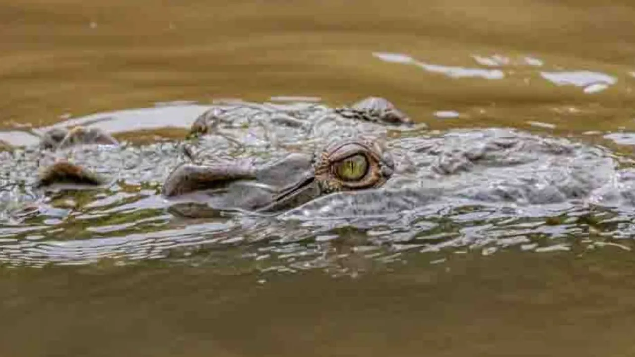 Gharial Hatchling Found In Fisherman’s Net In Odisha’s Cuttack