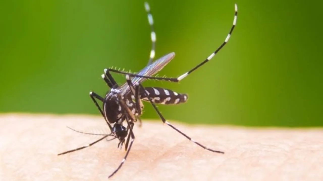 Dengue Scare Reaches Far And Wide In Odisha
