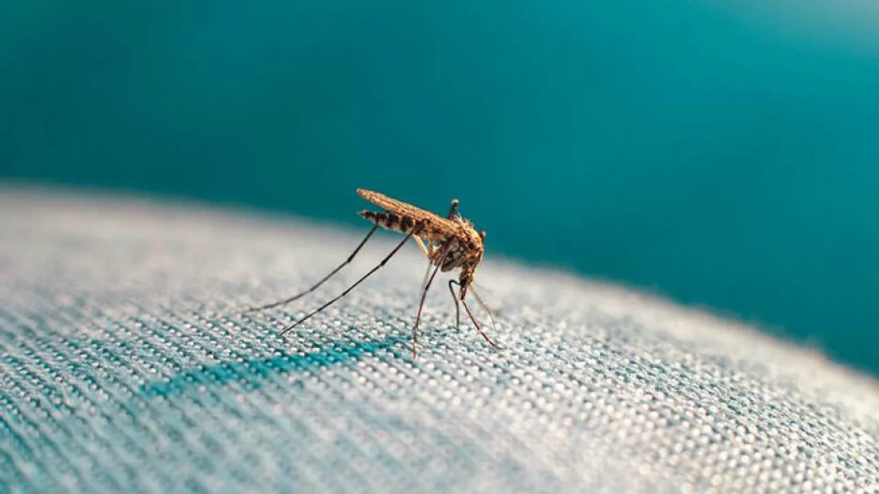 World Mosquito Day 2021: Facts About This Vector, Diseases & Impacts