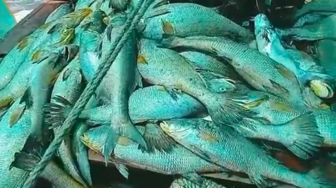 Big Catch: Palghar Fisherman Nets Rs 1.33 Cr Fortune From Arabian Sea