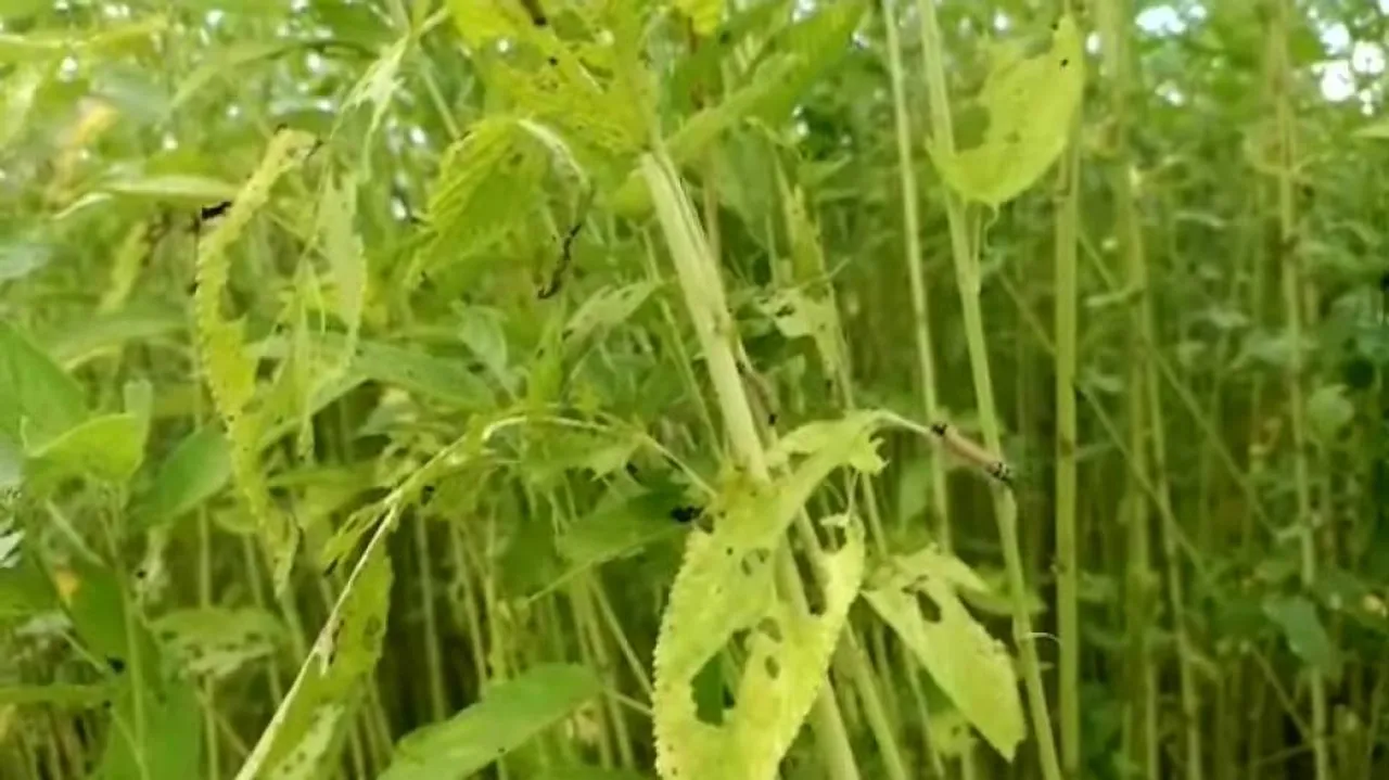 Pest Attack On Jute Cultivation Puts Tangi Farmers In Distress 