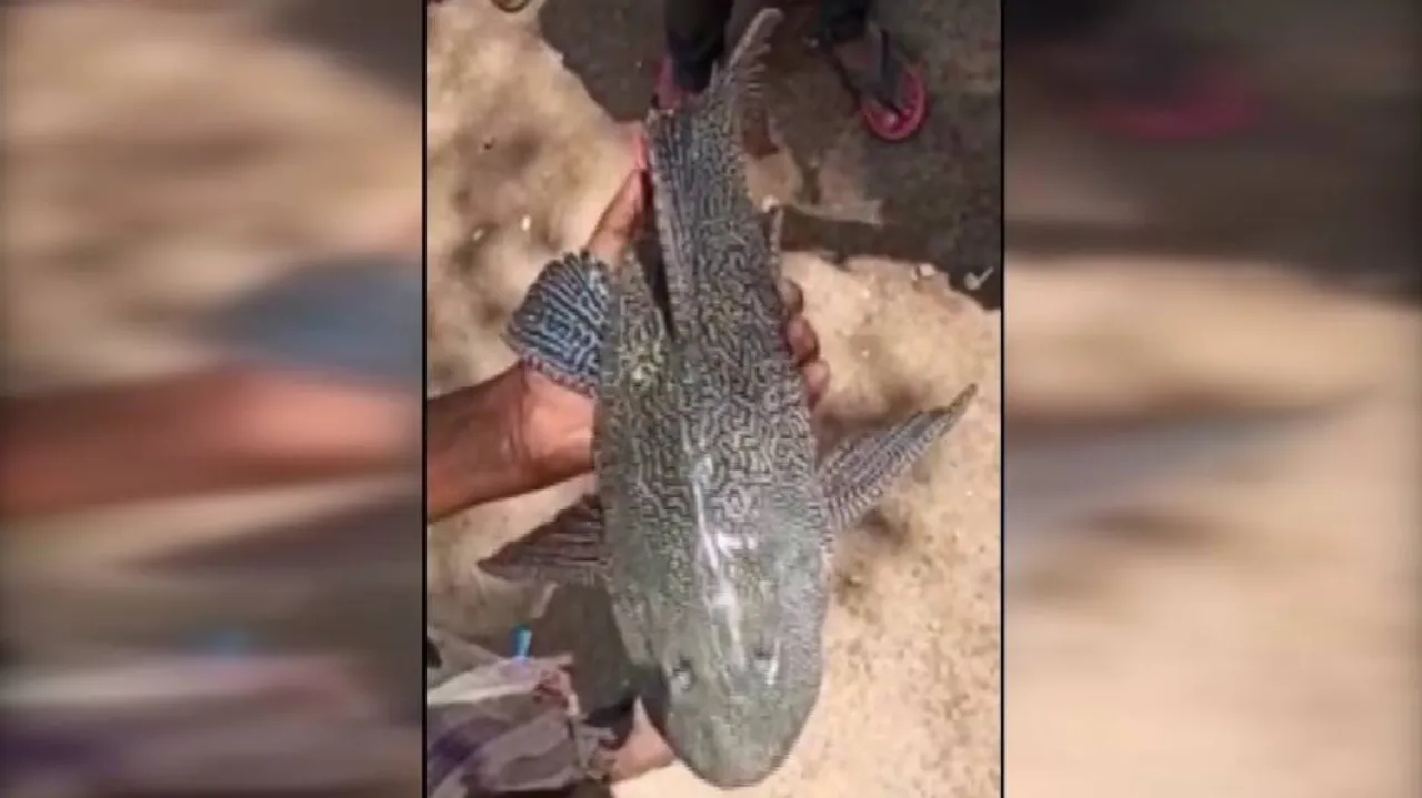Fishermen Net Rare Fish From Subarnarekha River