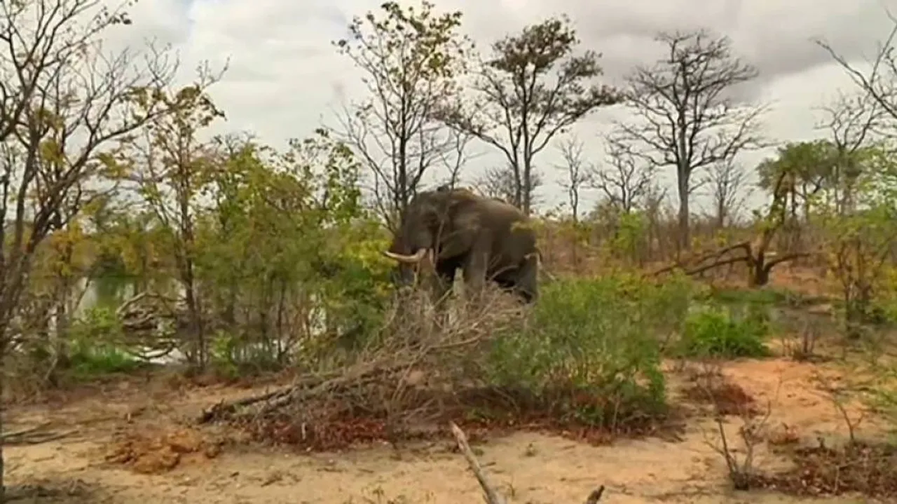 Elephant Attack