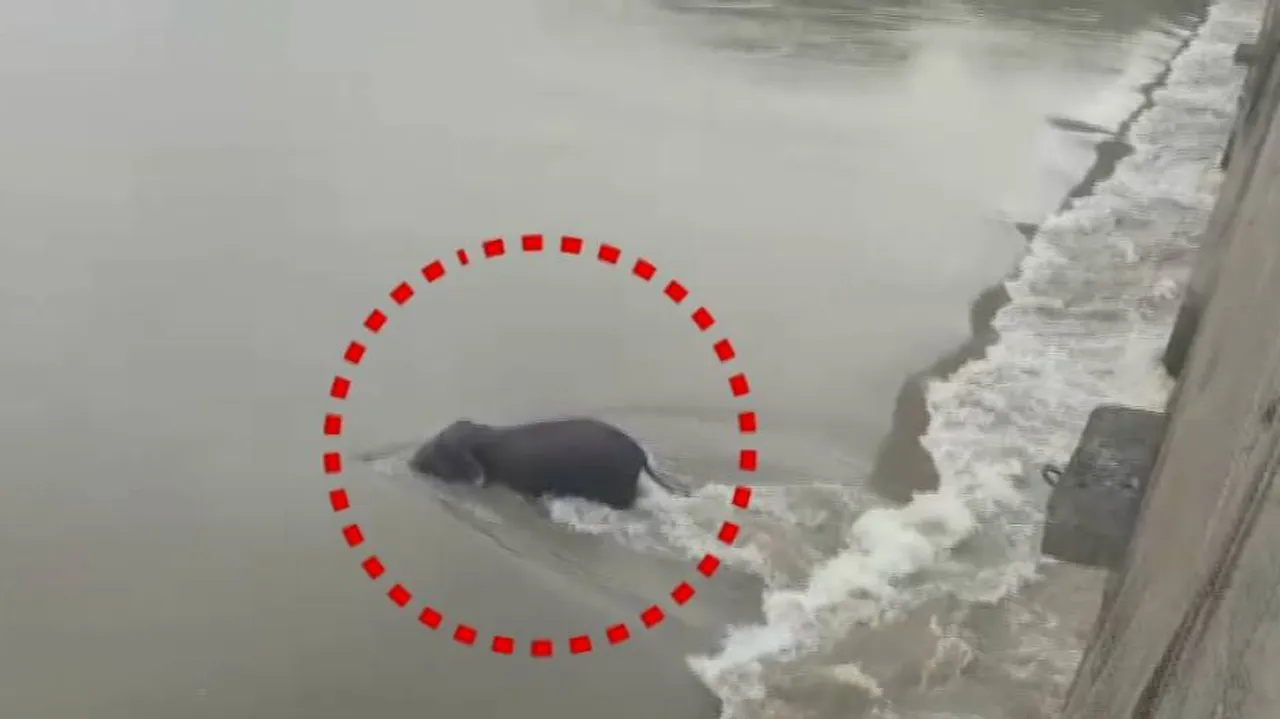Tusker Gets Stuck At Mundali Barrage