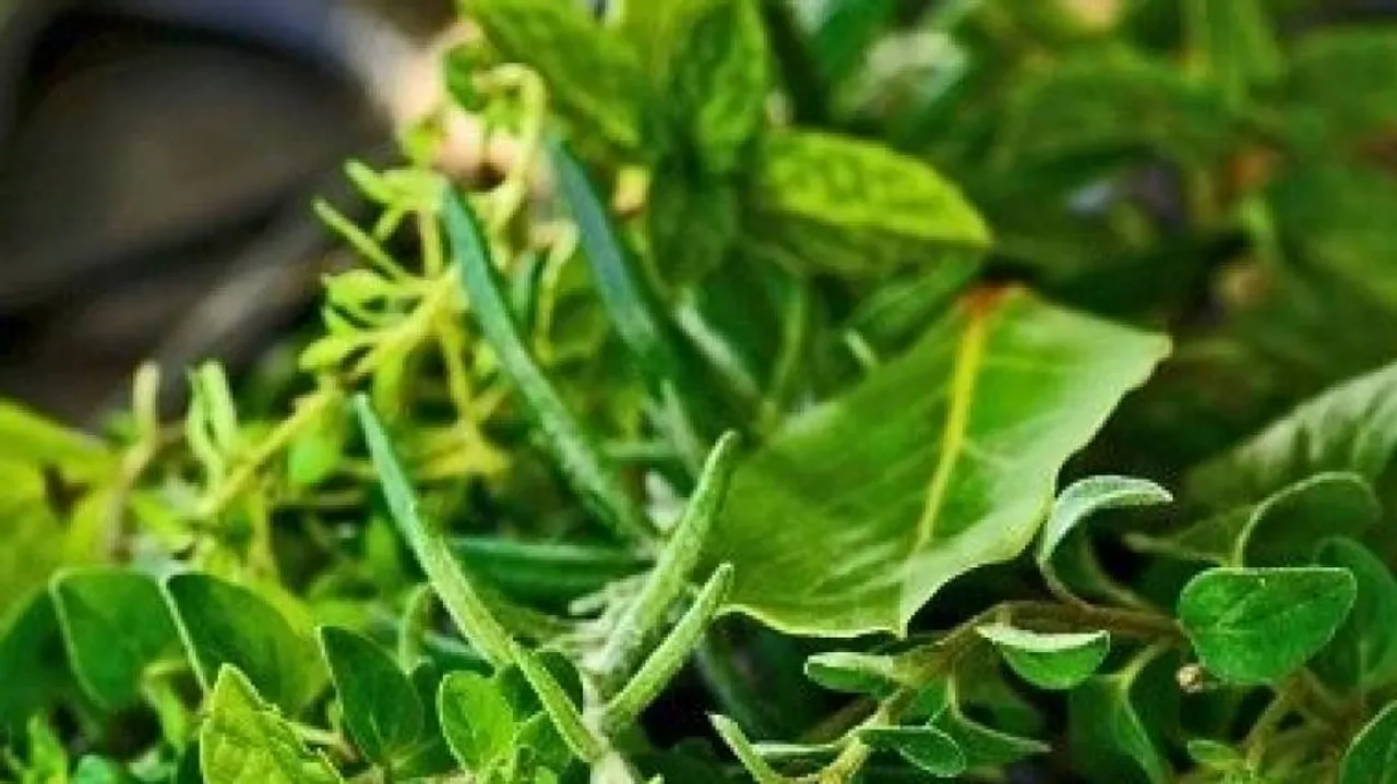 PM Modi Praises Odisha's Patayat Sahu For Creating Medicinal Plant Garden
