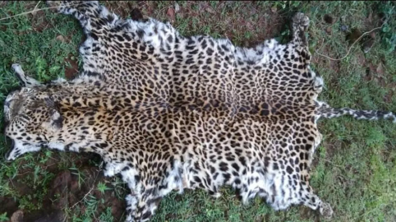 Leopard Skin Seized