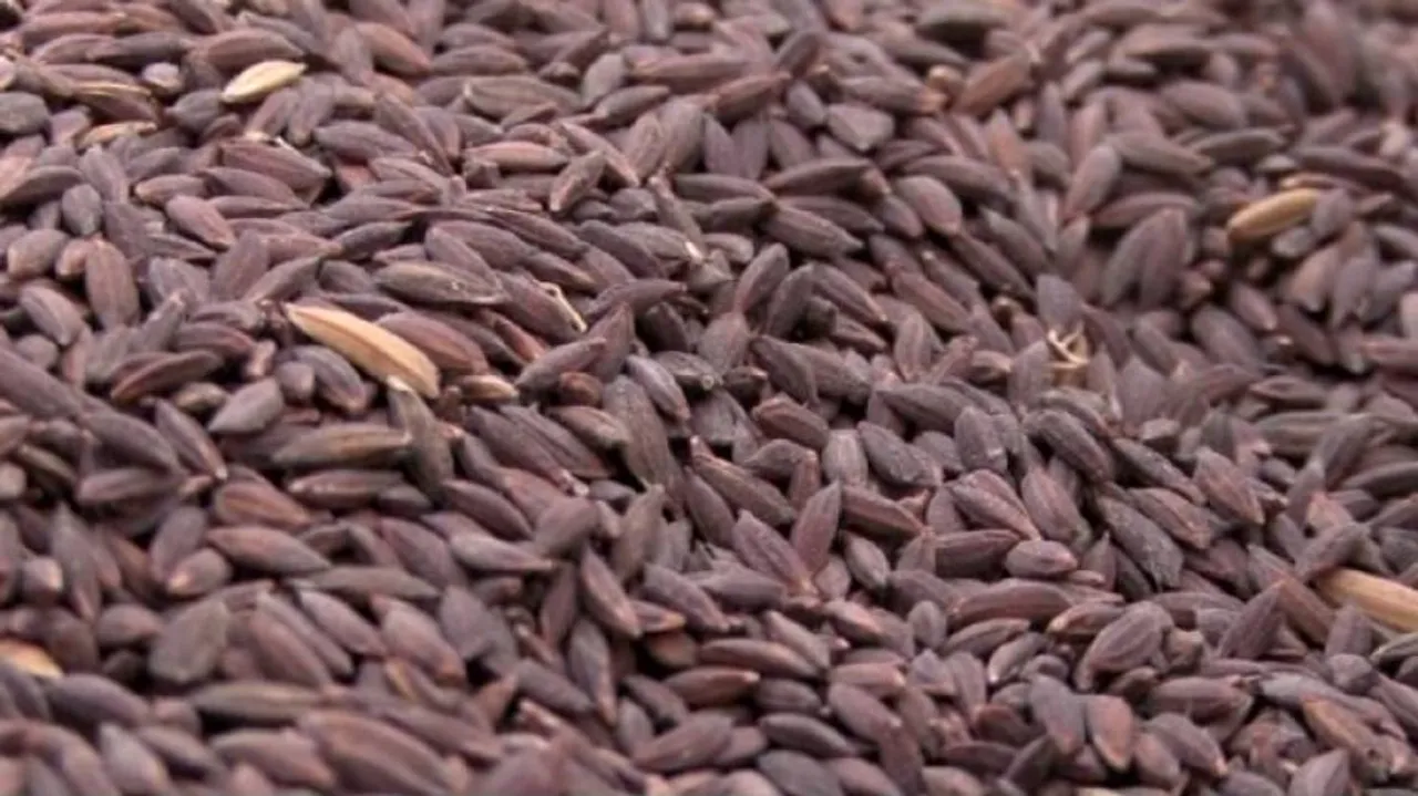 GI Tag Push For Koraput's Indigenous Rice Variety 'Kalajeera'