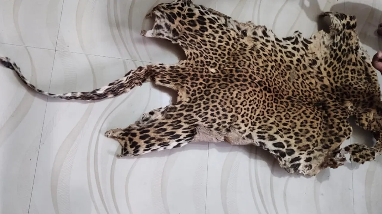 Leopard Skin Seized By Forest Officials In Odisha’s Deogarh, 2 Arrested