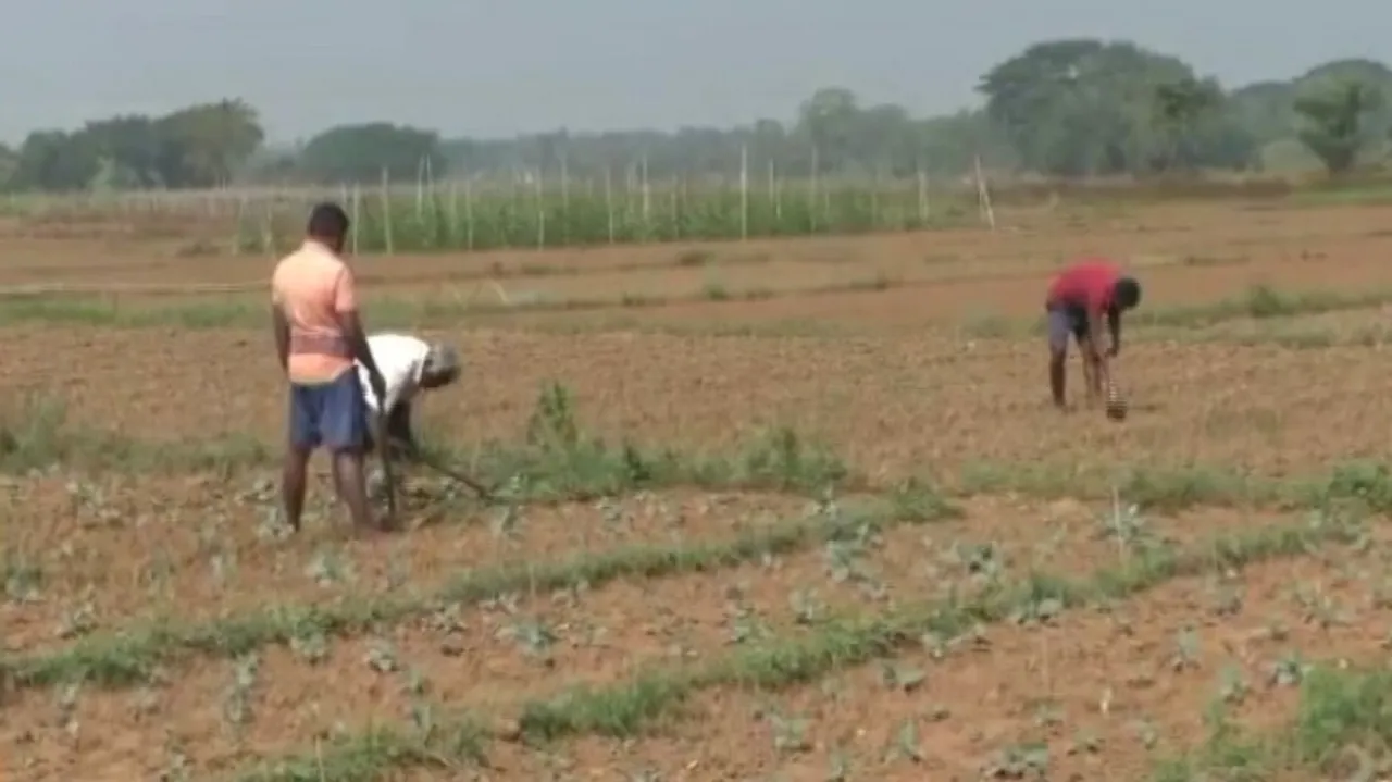 Potato Farmers Worried In Odisha's Kendrapara
