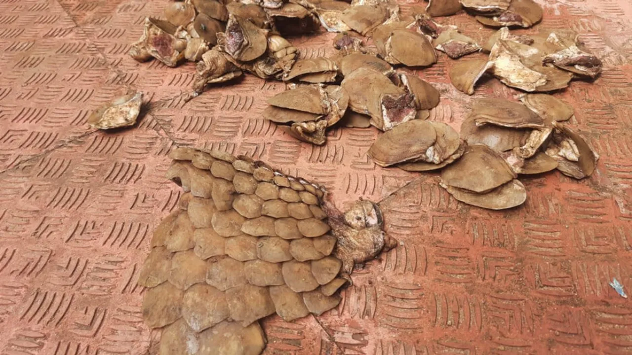 Pangolin Scale