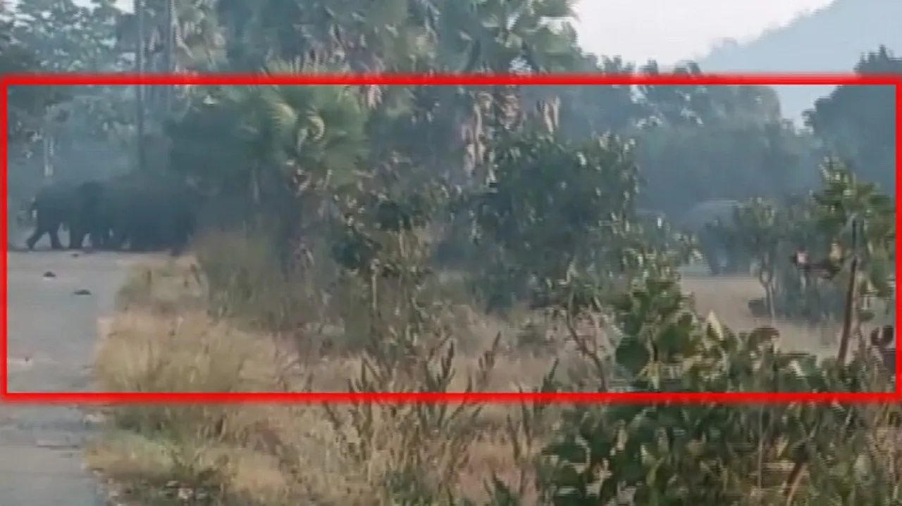 Elephant attack 