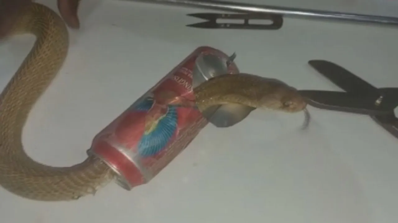 Bizarre! Snake With Head Stuck In Beer Can Rescued In Puri. 