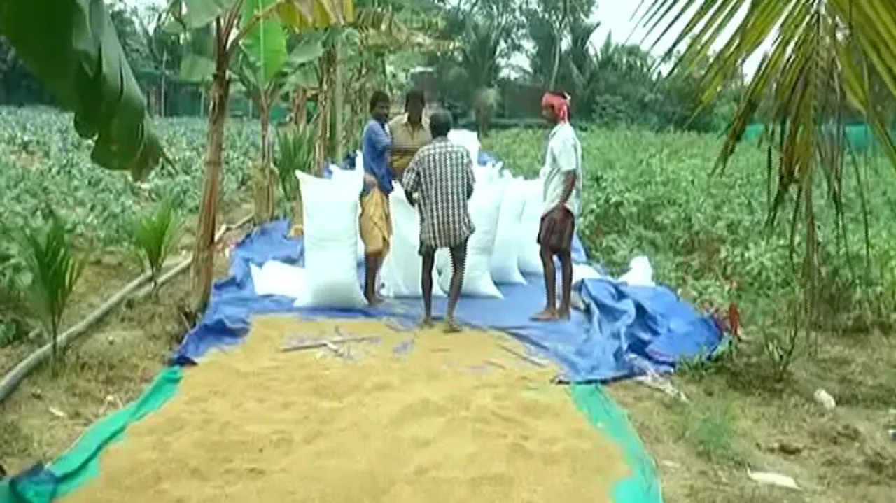 Cyclone ‘Jawad’: Farmers In Bhadrak, Puri Districts Stare At Huge Crop Loss Prospects