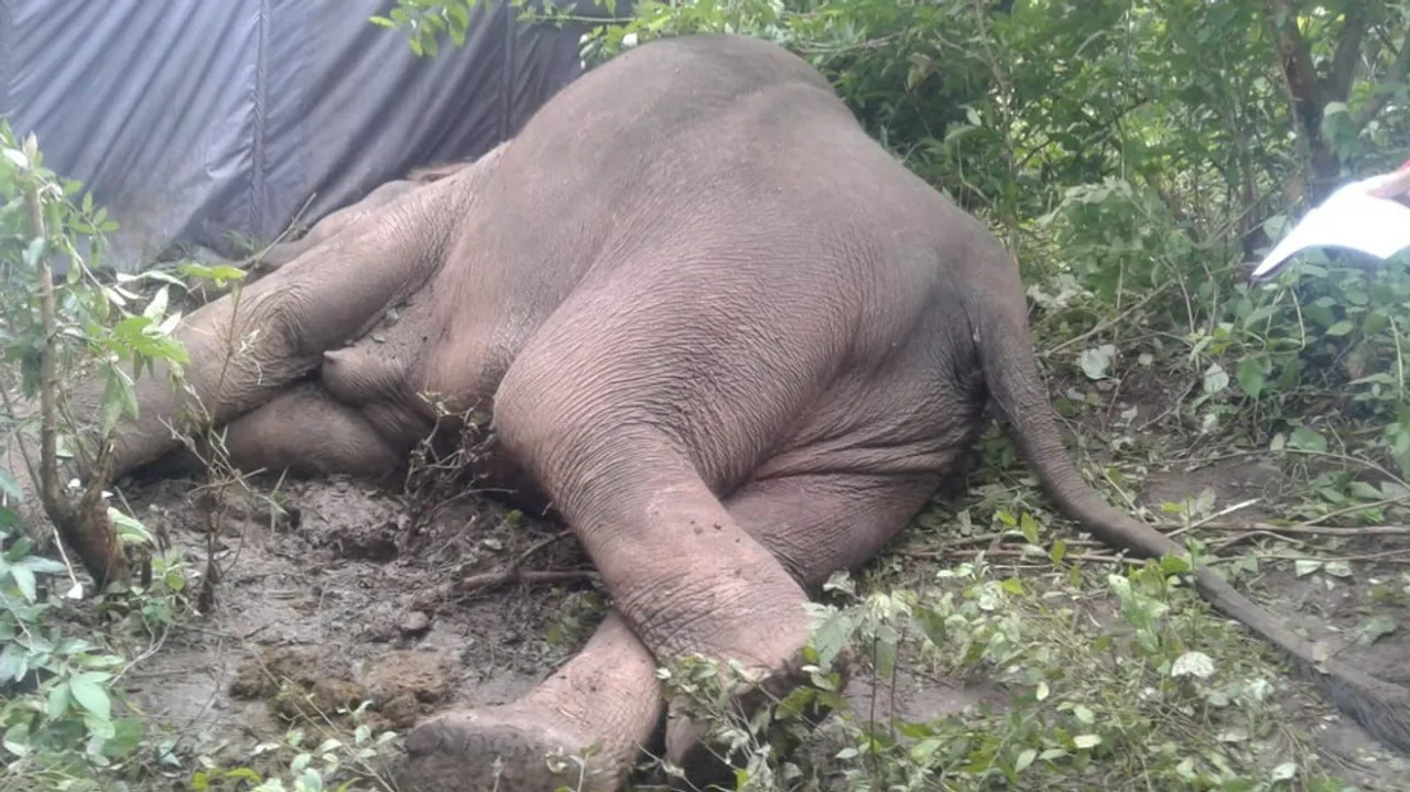Odisha Records Maximum Elephant Electrocution & Poaching Deaths In India