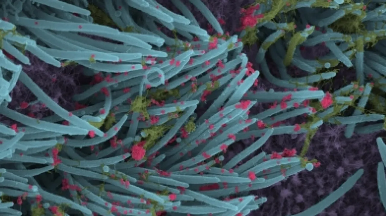Scientists Developing Chewing Gum That Could Reduce SARS-CoV-2 Transmission