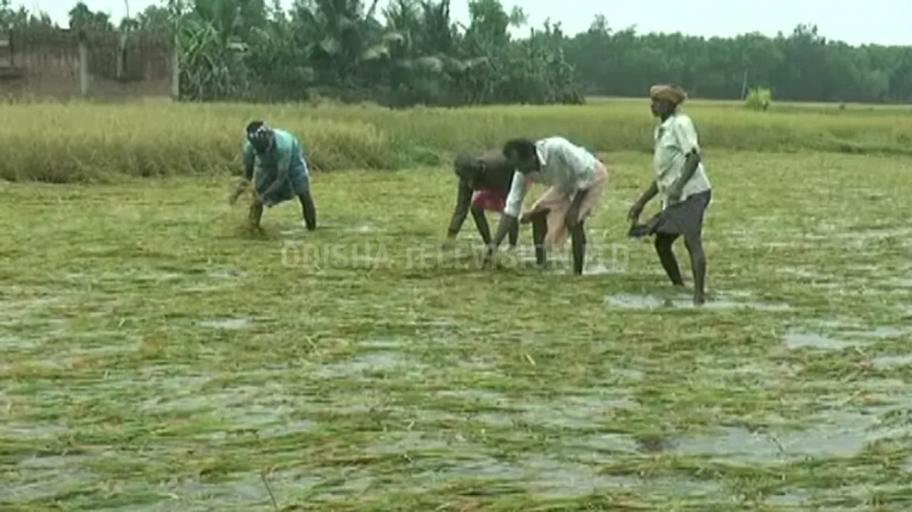 Crop Damage Assessment Will Be Done Within One Week After Cyclone: SRC