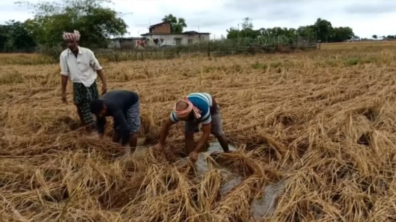 Cyclone Jawad Impact: Unseasonal Rain Sinks Hopes Of Farmers In Many Parts Of Odisha