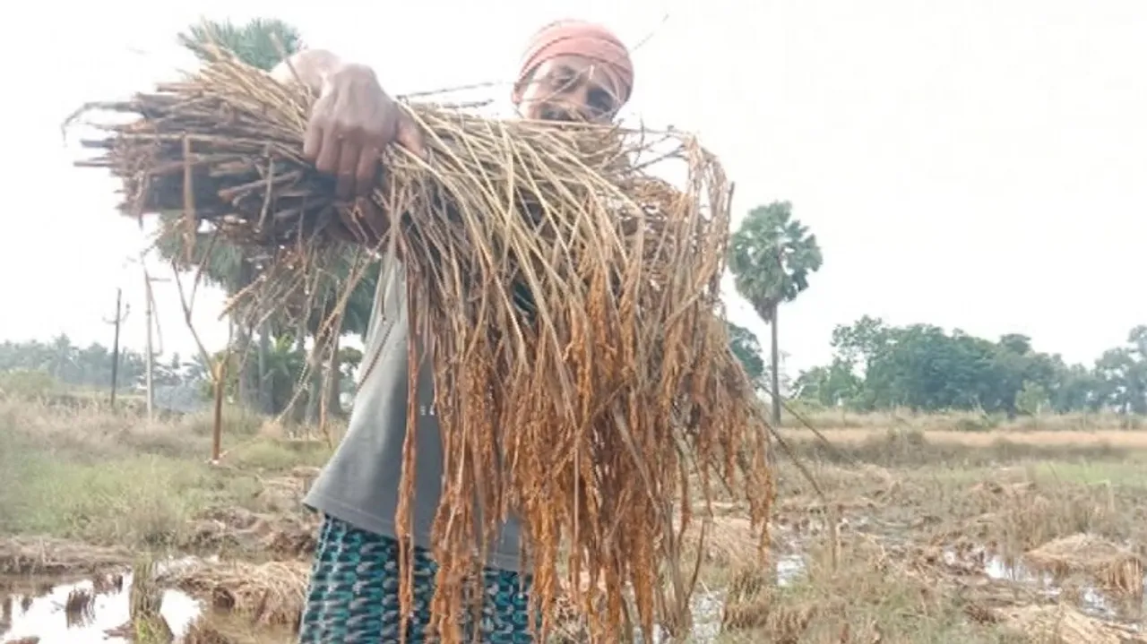 Cyclone ‘Jawad’, Unseasonal Rain: Double Whammy For Farmers In Odisha
